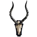 Рога животного на деревянном основании 57x33x38 см