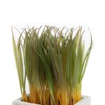 Растение декоративное в горшке Knaki — изображение 2