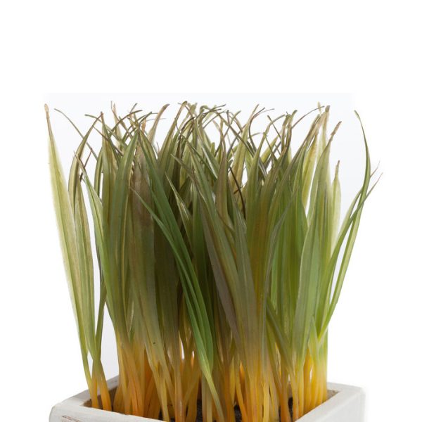 Растение декоративное в горшке Knaki — изображение 2