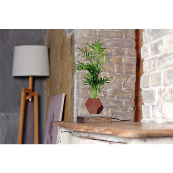 Левитирующие растения Леплант Хамедорея венге — изображение 4