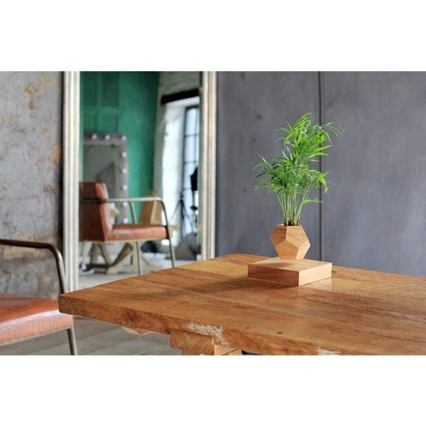 Левитирующие растения Леплант Хамедорея темный — изображение 5