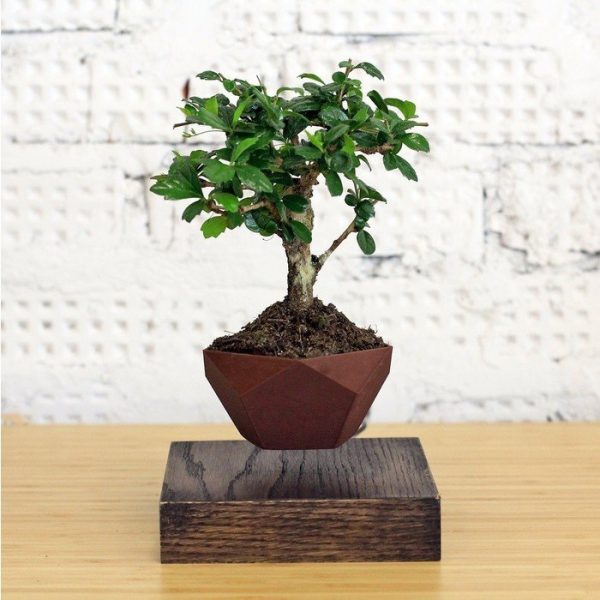 Левитирующие растения Леплант Бонсай венге   — изображение 3