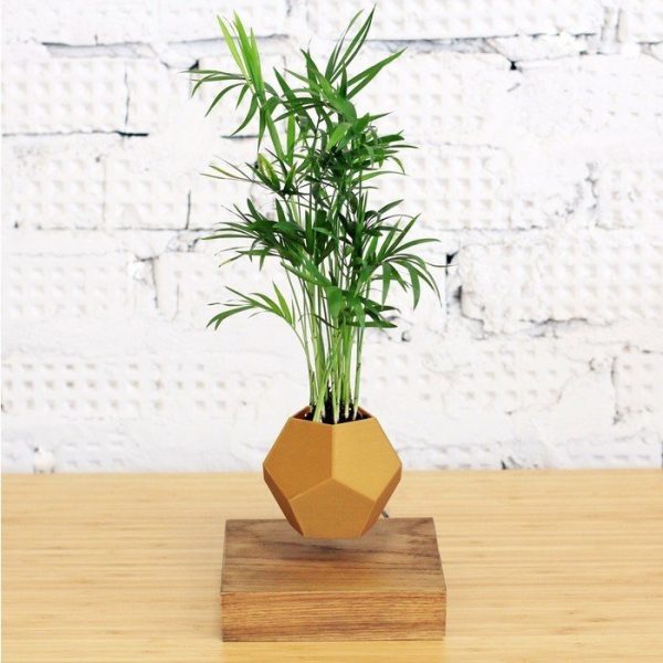 Левитирующие растения Леплант Хамедорея темный — изображение 2