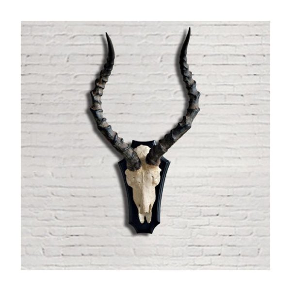 Рога животного на деревянном основании 57x33x38 см — изображение 2