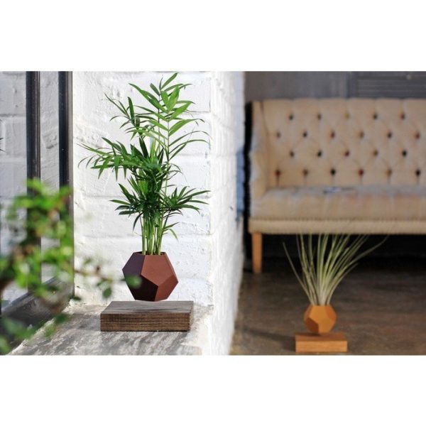 Левитирующие растения Леплант Хамедорея венге — изображение 3