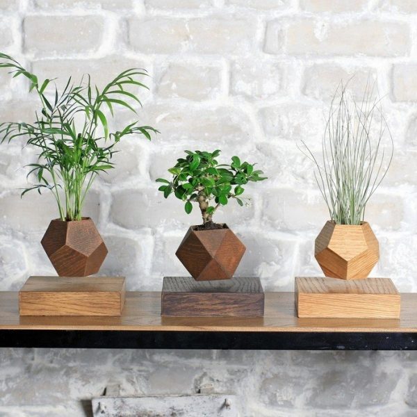 Левитирующие растения Леплант Хамедорея темный — изображение 7