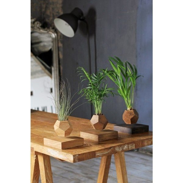 Левитирующие растения Леплант Хамедорея темный — изображение 4