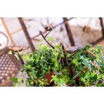 Кашпо Ажони королевская бронза M — изображение 4