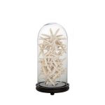 Колба  Bell Jar в виде прозрачной стеклянной на деревянном основании