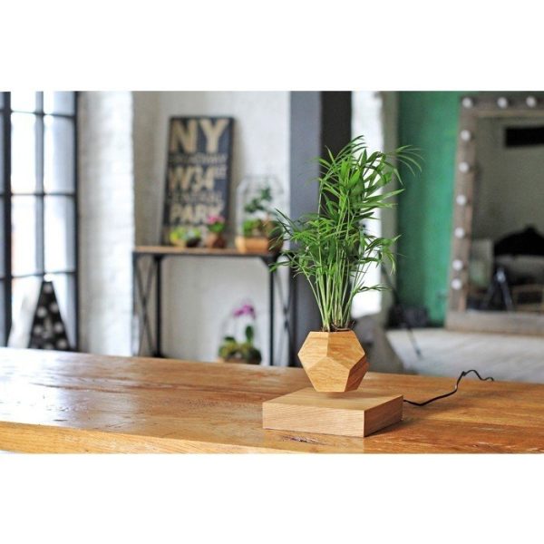 Левитирующие растения Леплант Хамедорея темный — изображение 6