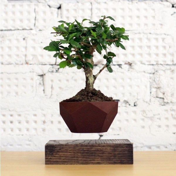 Левитирующие растения Леплант Бонсай венге   — изображение 2