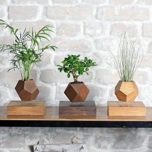 Левитирующие растения  Леплант Бонсай темный — изображение 5