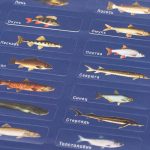 Карта-игра настенная 1&2 team «истории рыбацких подвигов» — изображение 3