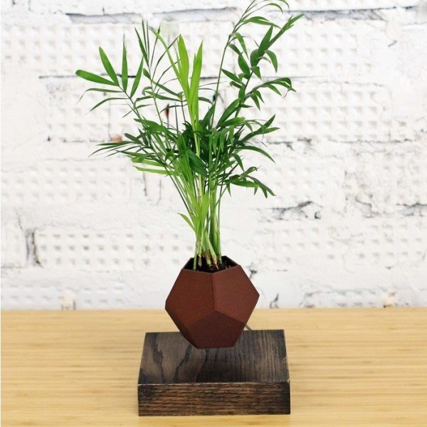 Левитирующие растения Леплант Хамедорея венге — изображение 2