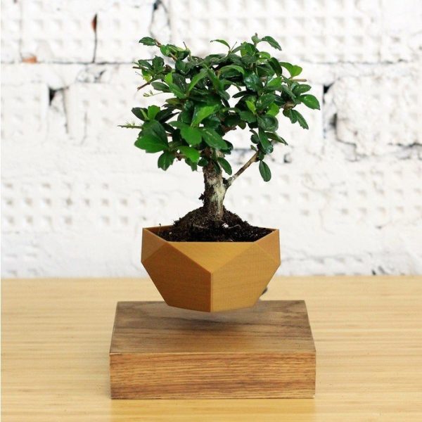 Левитирующие растения  Леплант Бонсай темный — изображение 2