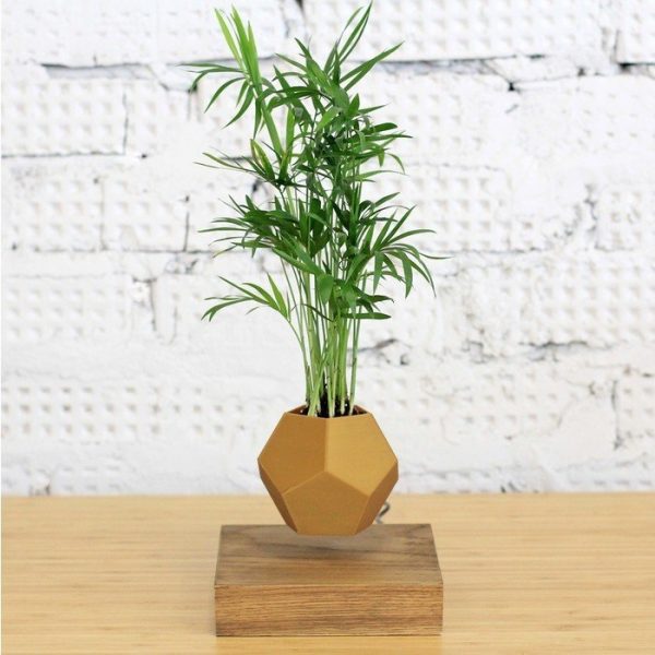 Левитирующие растения Леплант Хамедорея темный — изображение 3