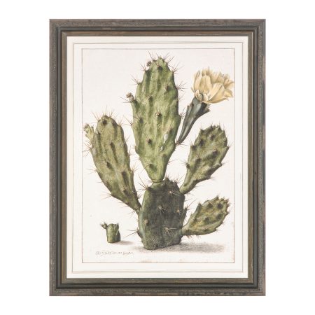 Постер Opuntia Cactus 69,2х89,2