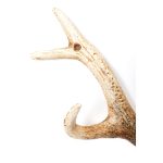 Вешалка Antler, коллекция "Рога Оленя" 35*14*5, Сталь, Коричневый — изображение 5