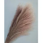 Сухоцвет Пампасная трава натуральный 75 см