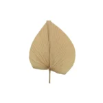 Сухоцвет Пальма 45 см