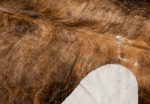 Шкура коровы COLUMBIA BRINDLE MEDIUM — изображение 3