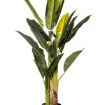 29BJ-803-18 Банановый куст в горшке h120см