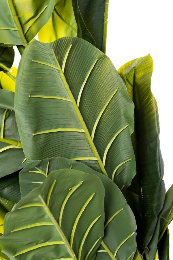 29BJ-803-30 Банановый куст в горшке h180см — изображение 2