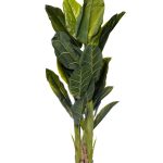 29BJ-803-30 Банановый куст в горшке h180см