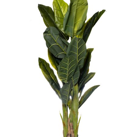 29BJ-803-30 Банановый куст в горшке h180см