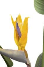 29BJ-925-11 Куст стрелиции  в горшке h153см — изображение 2