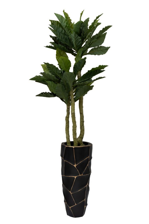 29BJ-934 Папоротник гнездовой в горшке h150см — изображение 2