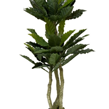 29BJ-934 Папоротник гнездовой в горшке h150см