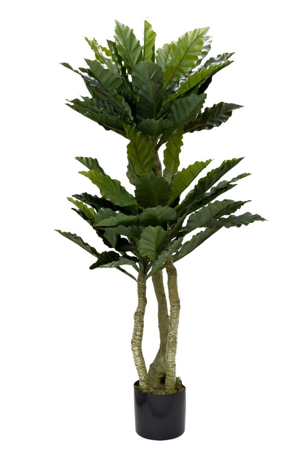 29BJ-934 Папоротник гнездовой в горшке h150см