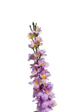 8J-17S0018/3 Дельфиниум сиреневый 86 см (24) — изображение 2