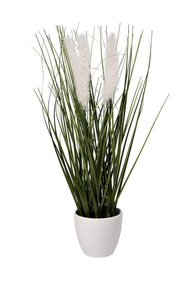 8J-20RK0006-WH Тростник декоративный белый в горшке H38см(12)
