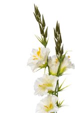 8J-950004 Гибискус белый 78см (12) — изображение 2