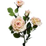 9F27009M-4303 Роза чайная