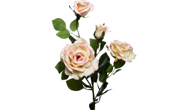 9F27009M-4303 Роза чайная