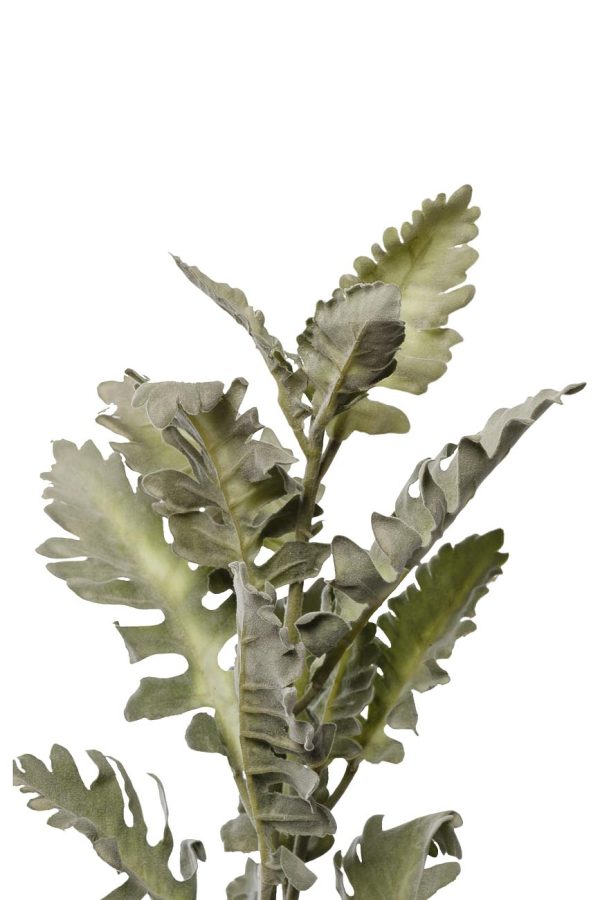 9F28508-5458 Цинерария 76см(24) — изображение 2