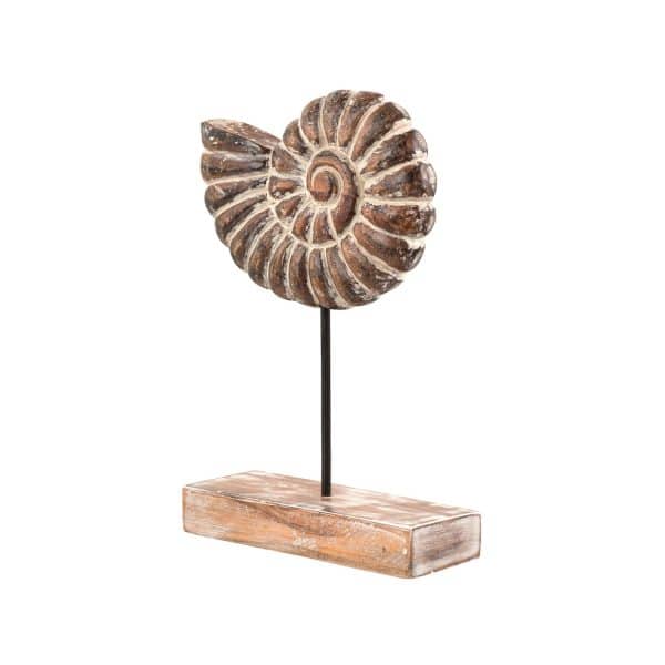 ракушка АВРАН ЧОТА