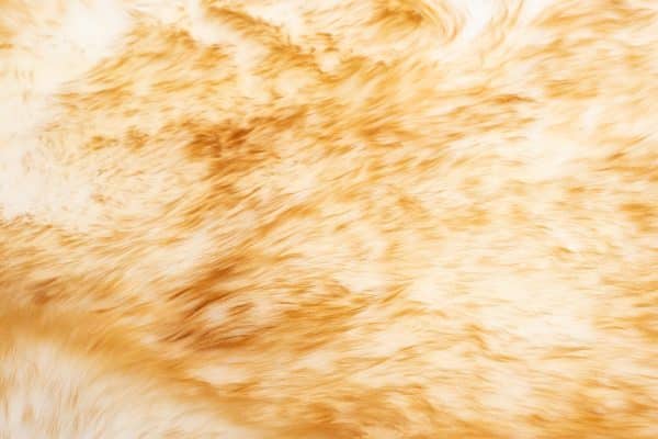 Овчина XL 4шк палевая 185х105 — изображение 2