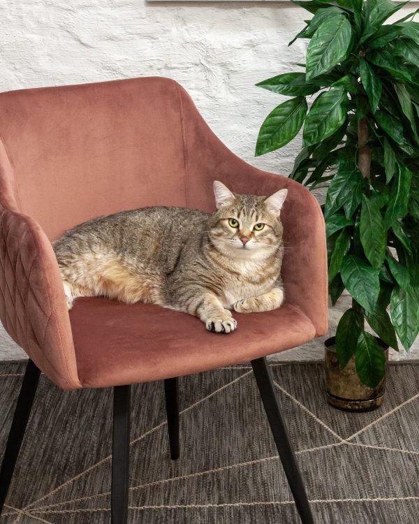 Стул Ника вращающийся велюр пыльно-розовый — изображение 3