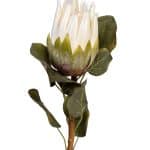 9F-28375 Протея белая 68см (24)