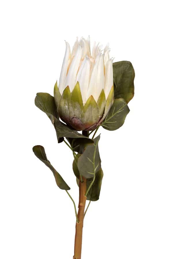 9F-28375 Протея белая 68см (24)
