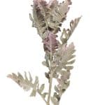 9F28508-5459 Цинерария 76см(24)