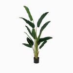 Банановое дерево куст высота 180