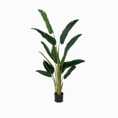 Банановое дерево куст высота 180