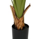 Банановое дерево высота 210 — изображение 2