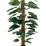 Диффенбахия высота 152 см — изображение 2