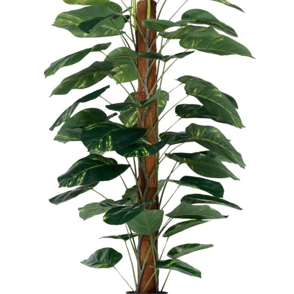 Диффенбахия высота 152 см — изображение 2